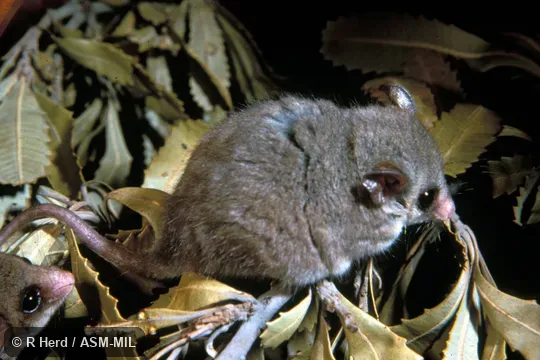 Side view of captive.  Formerly as Cercatetus nanus.  Also as Common Dormouse-phalanger.