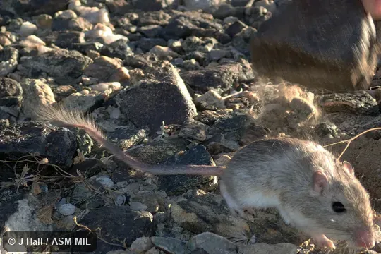 Chaetodipus rudinoris hueyi. Also as Baja California Pocket Mouse · Baja Pocket Mouse. Chaetodipus rudinoris hueyi. Also as Baja California Pocket Mouse · Baja Pocket Mouse.
