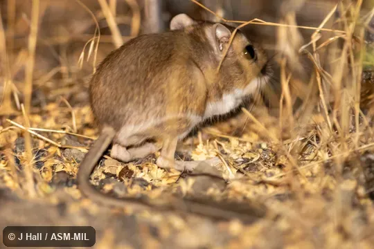 Dipodomys californicus californicus. Dipodomys californicus californicus.