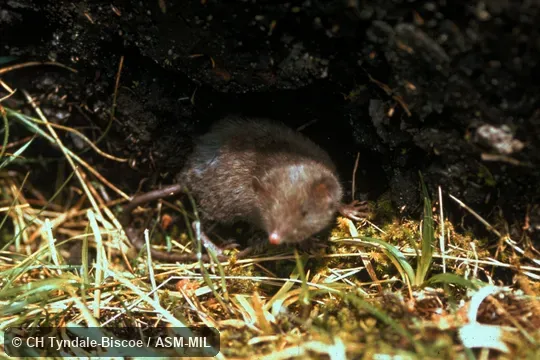 Side view of adult male. Also as Common Gray Shrew-opossum|Dusky Caenolestid|Silky Shrew-opossum. Side view of adult male. Also as Common Gray Shrew-opossum|Dusky Caenolestid|Silky Shrew-opossum.