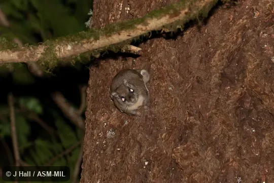 Formerly part of Glaucomys sabrinus.