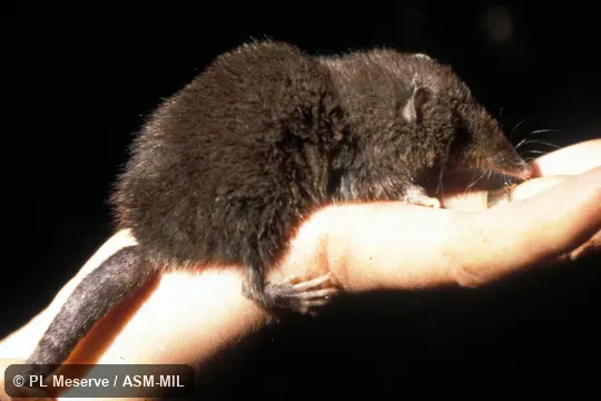 Side view, hand-held.  Also as Chilean Caenolestid|Chilean Shrew-opossum|Fat-tailed Caenolestid|Long-nosed Caenolestid.