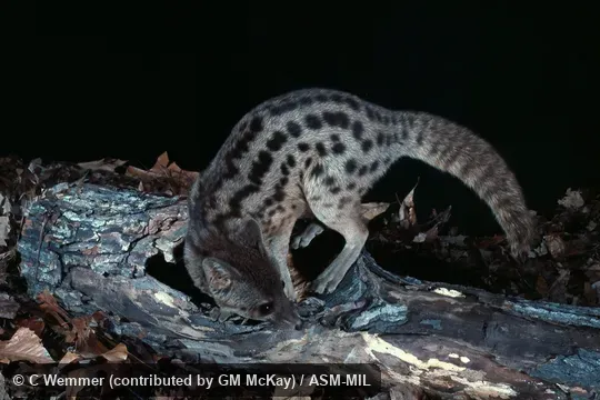 Also as Spotted Fanaloka, Tombokatosody, Tomkasodina, Tambosadina, Kavahy, Fanaloka.