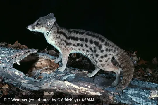 Also as Spotted Fanaloka, Tombokatosody, Tomkasodina, Tambosadina, Kavahy, Fanaloka.