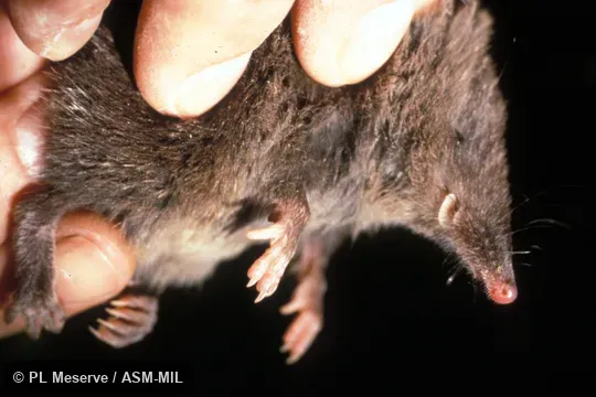 Frontal upright view in hand, showing labial flap.  Also as Chilean Caenolestid, Chilean Shrew-opossum, Fat-tailed Caenolestid, Long-nosed Caenolestid.