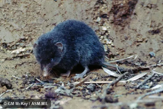 Male.  USNM 519583.  Also as Pearson's Shrew.  Formerly Soricomorpha.