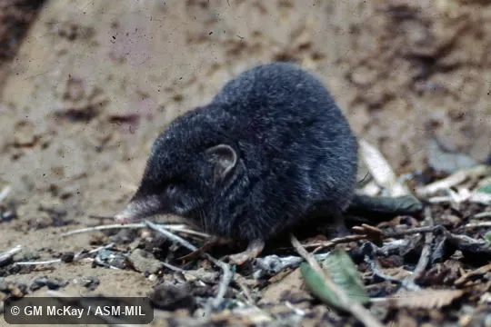 Male.  USNM 519583.  Also as Pearson's Shrew.  Formerly Soricomorpha.