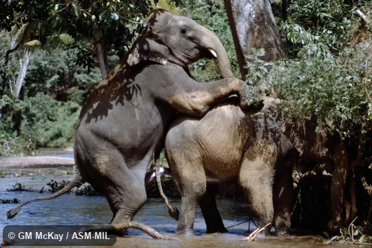 Elephas maximus maximus.  Copulating.