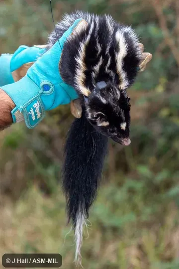 Formerly Spilogale putorius interrupta, Eastern Spotted Skunk.
