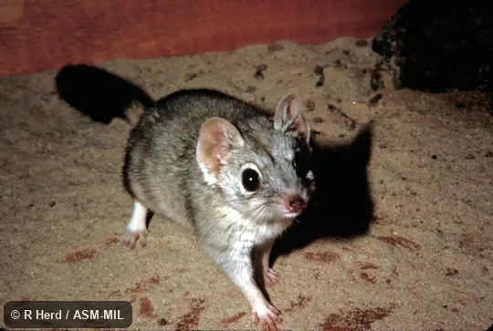 Oblique view of captive.  Also as Brush-tailed Marsupial Rat, Bushy-tailed Marsupial Rat.