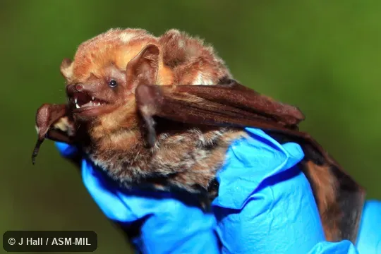 Also as Mahogany Bat.