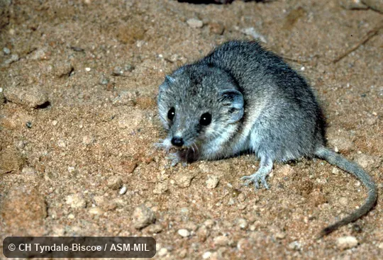 Side view of captive adult male Side view of captive adult male