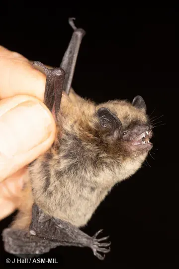 Also as Hairy-winged Myotis.
