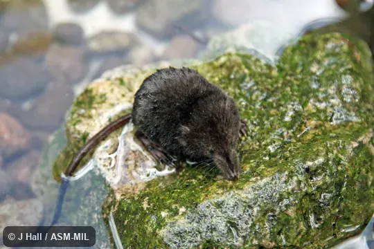 Formerly Soricomorpha.