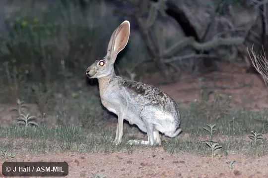 Lepus alleni alleni.  Also as Allen's Hare, Allen's Jackrabbit, Blanket Jak, Burro Jack, Jackass Rabbit, Mexican Jackrabbit, Saddle Jack, Wandering Jackrabbit.
