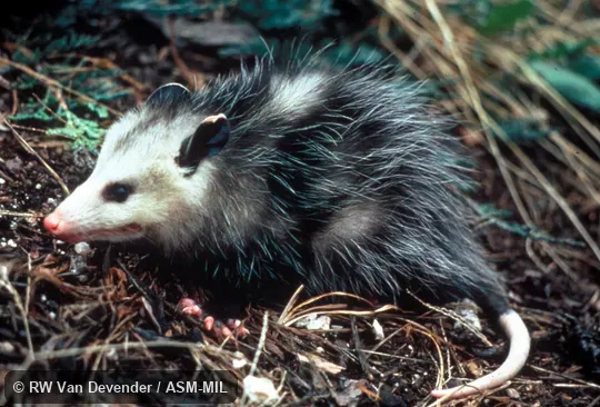 Side view of adult.  Also as North American Opossum.