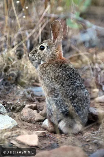 Sylvilagus holzneri robustus.  Formerly Sylvilagus robustus.