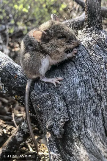 Also as Texas Mouse.