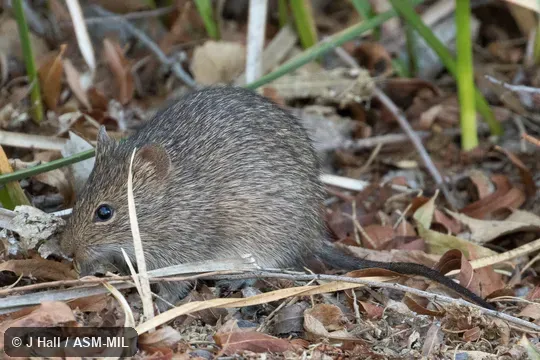 Also as Colorado River Cotton Rat. Also as Colorado River Cotton Rat.