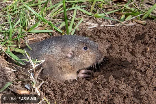 Also as Victoria Pocket Gopher.
