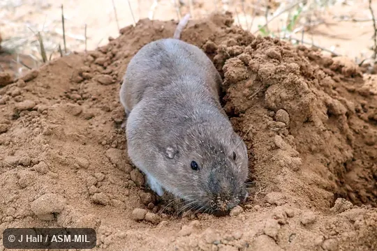 Also as Knox Jones's Pocket Gopher.