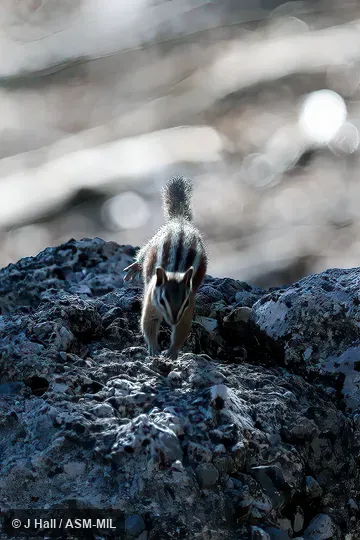 Formerly Tamias (Neotamias) panamintinus.