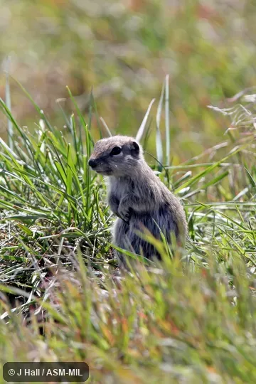 Formerly Spermophilus (Spermophilus) mollis.