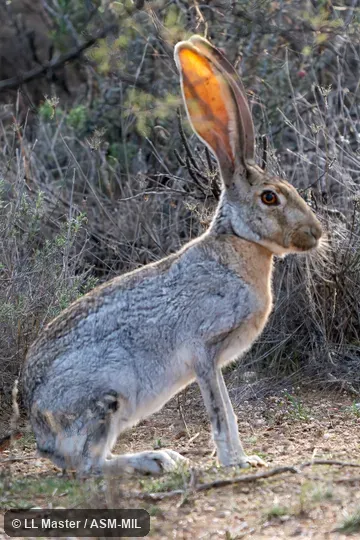 Lepus alleni alleni.  Also as Allen's Hare, Allen's Jackrabbit, Blanket Jak, Burro Jack, Jackass Rabbit, Mexican Jackrabbit, Saddle Jack, Wandering Jackrabbit.