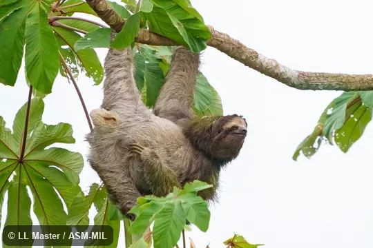 Also as Brown-throated Sloth.