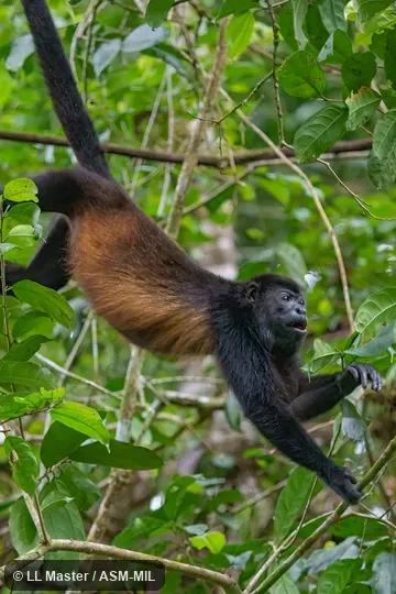 Also as Golden-mantled Howler.