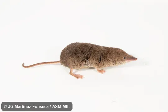 Formerly Soricomorpha.