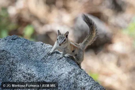 Formerly Tamias (Neotamias) alpinus.