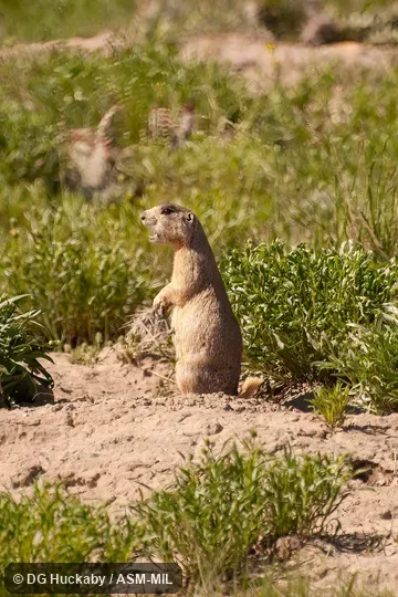 Adult calling at burrow entrance. Adult calling at burrow entrance.