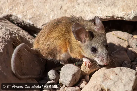 Image in Mammalian Species Account 1008