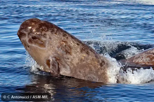 Formerly in order Cetacea.  Also as Horned Whale, Sea Unicorn, Unicorn Whale.
