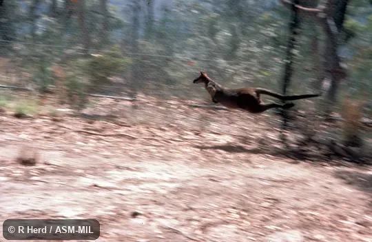 Bounding animal. Also as Pademelon Wallaby. Bounding animal. Also as Pademelon Wallaby.