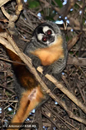 Formerly in Cebidae.  Also as Azara's Owl Monkey, Bolivian Night Monkey, Feline Night Monkey.