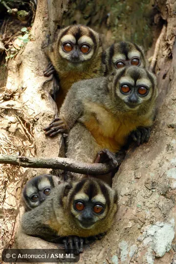 Formerly Aotus lemurinus brumbacki, Gray-bellied Night Monkey.  Also as Brumback's Owl Monkey.  Formerly in Cebidae.