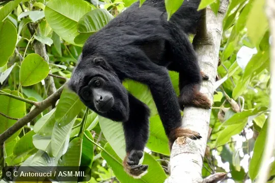 Also as Red-handed Howler, Red-handed Howling Monkey.