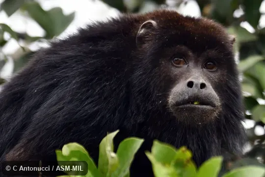 Also as Black Howler Monkey, Black Howling Monkey, Paraguayan Howler.