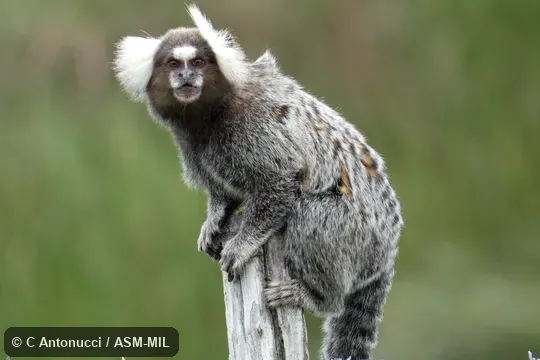 Also as White-tufted-ear Marmoset.  Formerly Cebidae (Callitrichinae).