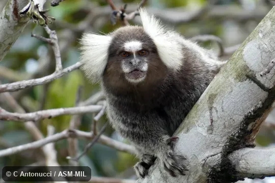 Also as White-tufted-ear Marmoset.  Formerly Cebidae (Callitrichinae).