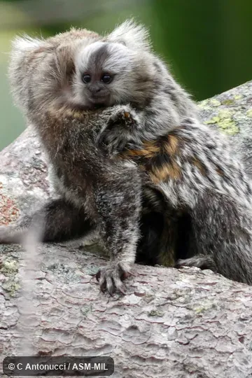 Also as White-tufted-ear Marmoset.  Formerly Cebidae (Callitrichinae).