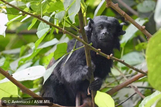 Also as Black Tamarin
