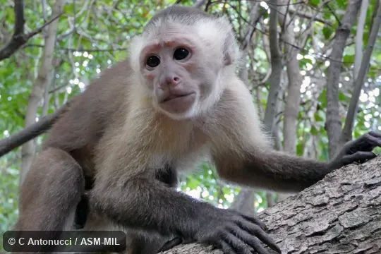 Formerly Cebus albifrons versicolor, White-fronted Capuchin or Cebus malitiosus, Santa Marta White-fronted Capuchin.