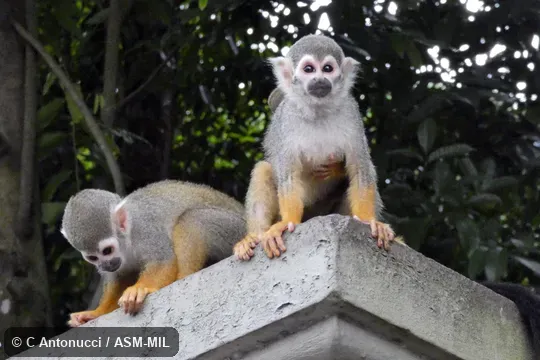 Formerly Saimiri sciureus sciureus, Common Squirrel Monkey. Formerly Saimiri sciureus sciureus, Common Squirrel Monkey.