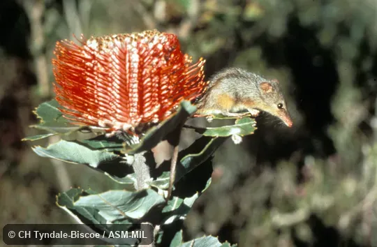 Side view, next to large flower. Also as Noolbenger|Honey Mouse. Side view, next to large flower. Also as Noolbenger|Honey Mouse.