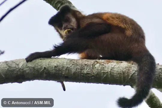 Also as Black-capped Capuchin, Tufted Capuchin.