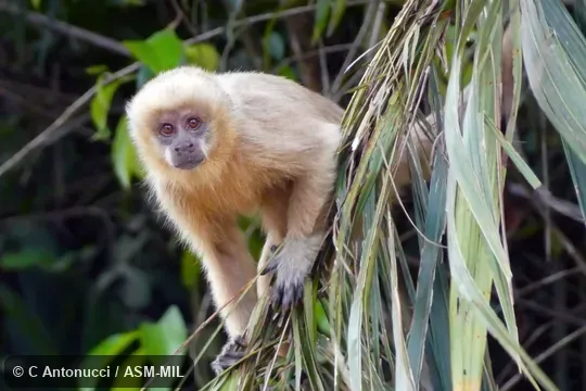 Also as Blonde Capuchin|Marcgrave's Capuchin. Also as Blonde Capuchin|Marcgrave's Capuchin.