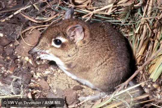 Side view.  Identified by Galen Rathbun.  Formerly Elephantulus rufescens.  Also as Rufous Elephant-shrew, East African Long-eared Sengi, East African Long-eared Elephant-shrew, Rufous Spectacled Sengi, Rufous Spectacled Elephant-shrew, Spectacled Sengi, Spectacled Elephant-shrew.